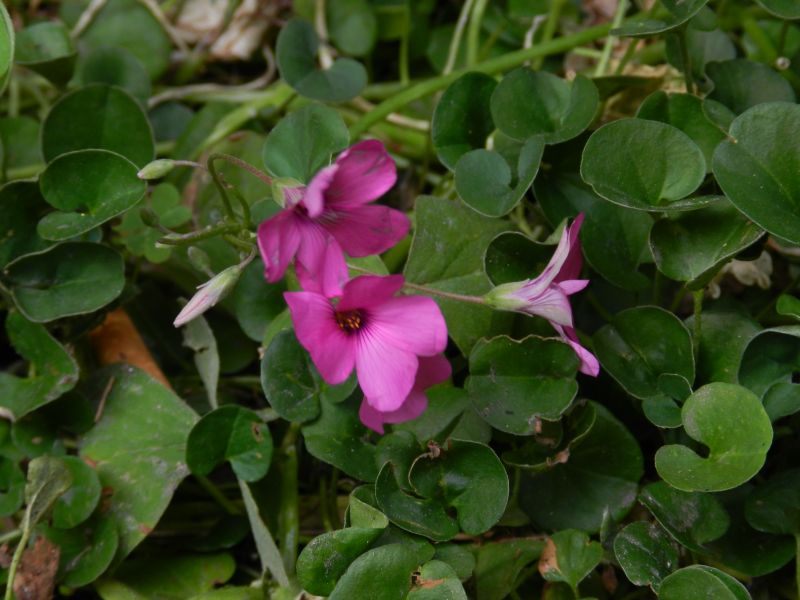 Oxalis articulata